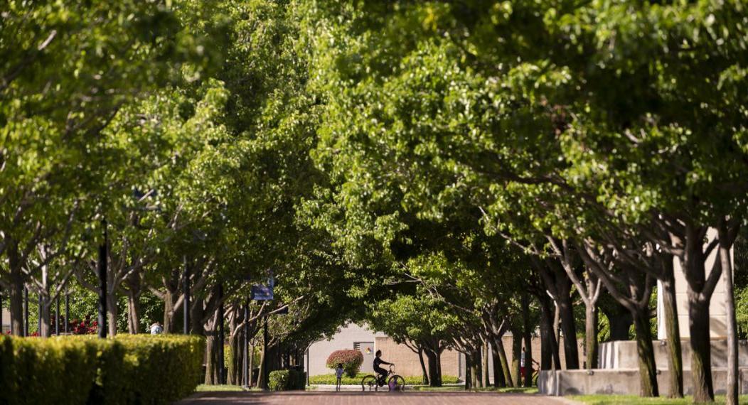 walkway with trees