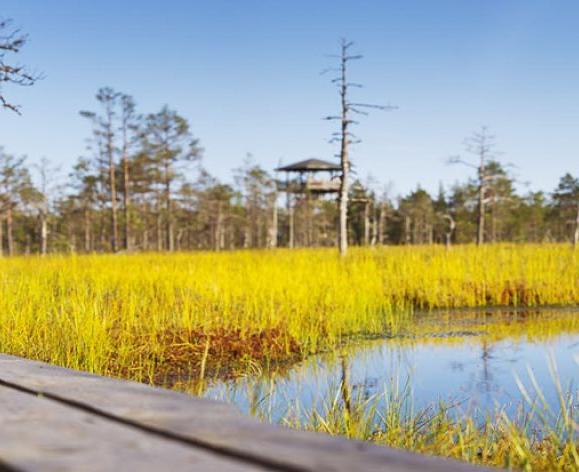 a wooden foot bridge over water